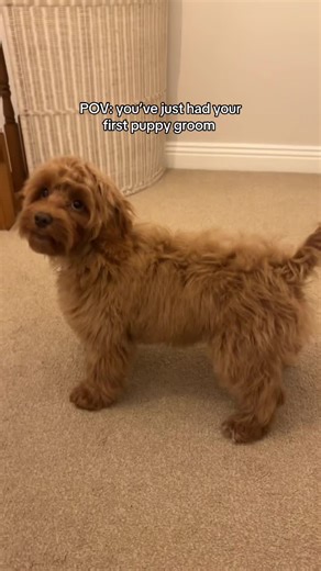 First Puppy Grooming Experience with a Cockapoo