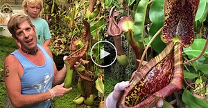 Gardener Reveals Contents of Mouse-Eating Pitcher Plant