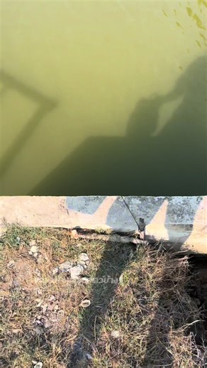 #มุ้งดักปลา #มุ้งดักกุ้งฝอย #มุ้งดักกุ้งดักปลา