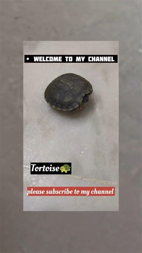 Tortoise🐢#viralshort#pleasesubscribe#supportme#youtubeshorts#ytshorts