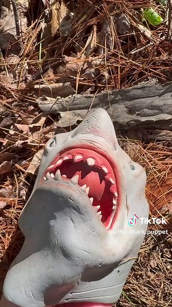 Is spongebob okay?? #spongebob #foryou | shark puppet