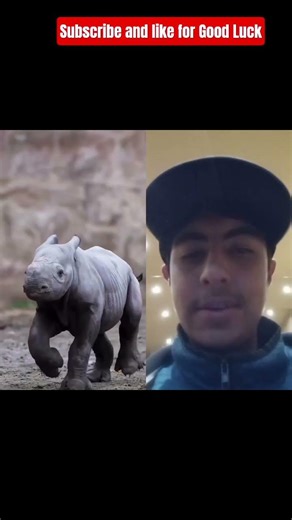 Animals Elevution #cool #animals #reaction