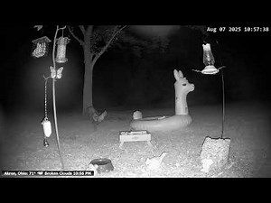 Live Bird & Critter Cam!