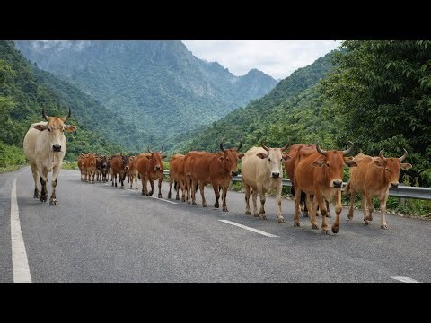 a herd of tame cows walking home to their pen in the evening
