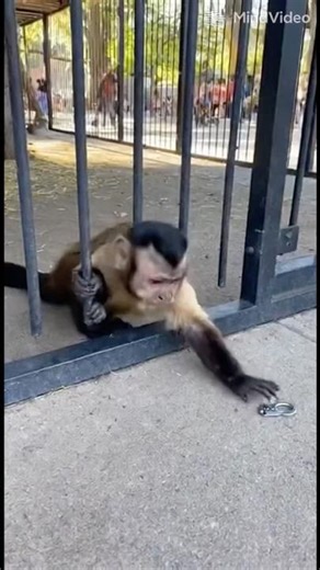 The Clever Escape: A Monkey’s Determined Reach for Freedom #viralvideo #shorts
