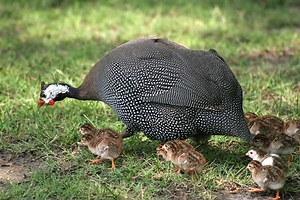 Guineafowl - Alchetron, The Free Social Encyclopedia
