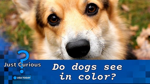 68K views · 246 reactions | What colors can dogs see? Here's how your pup's sight compares to yours. #justcurious https://tinyurl.com/263wufxv | USA TODAY | Facebook