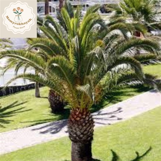 Canary Island Date Palm Seeds 10 Phoenix Canariensis Hardy Tropical Tree Seeds Ornamental Palm Indoor Outdoor - Etsy