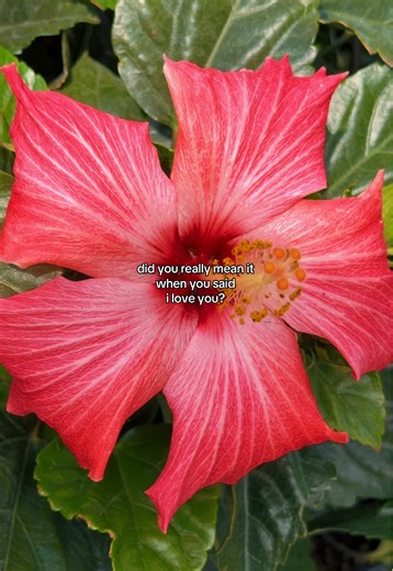 Mona Lune (@monalunepoetry)’s videos with Cinnamon Girl - Lana Del Rey