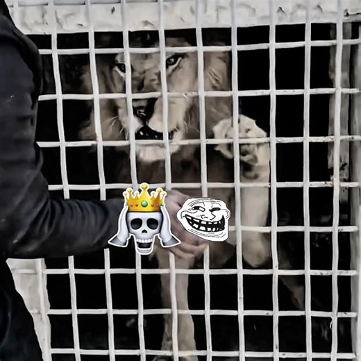 Bro Controls lion🦁🗿 #edit #viral #tiger #lion #pet #animals #animalshorts