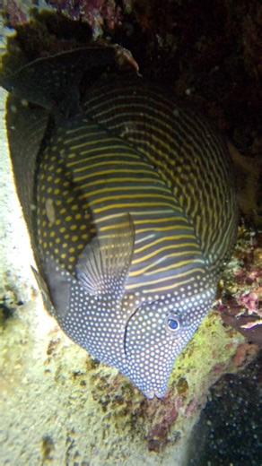 First time diving at night was incredible in the Maldives 🌙🤿 It was so fascinating to see how different the reef is at night vs day 🤯 I have more footage I have to look through but corals had their feeding tentacles out to catch bristleworms from the water column 🪱 Seeing giant parrotfish sleeping in their slime cocoon was like watching something from an Aliens movie 👽 Some of the fish might sleep at night, but the reef definitely does not sleep 🪸 . . . . #underwater #nature #coralreeftank