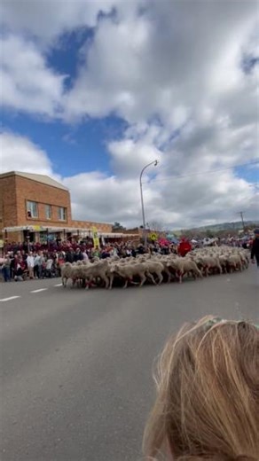 It was a baa-utiful day for the Running of the Sheep at the ‘Festival of the Fleeces’ in Merriwa on the weekend. We are proud to support the Merriwa community as a gold sponsor of this year’s festival. For over 30 years the festival has brought together communities from around the Hunter to celebrate life on the land, the culture and produce of the region. Funds raised from the weekend support essential emergency response services including the Merriwa and District Volunteer Rescue Squad and the
