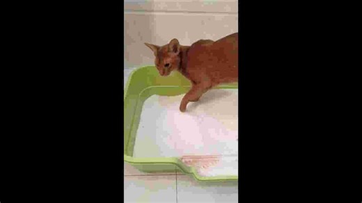 Abyssinian cat distracted while using litter box in San Jose, Antique, Philippines