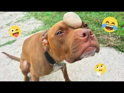 DOGS Being DRAMATIC... Best of 2026 😁🐶 | NEW Funny Dog Videos #6