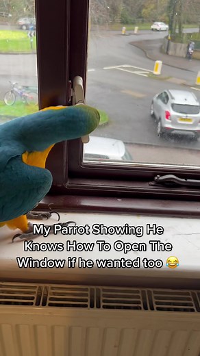 Parrots are so intelligent especially Zazu #fyp #parrot #animals #bird #window #itszazu