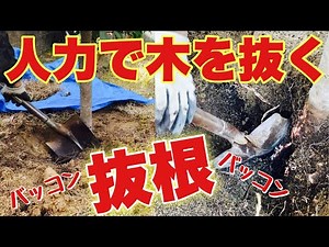 根っこを自力人力で抜く！【ばっこん伐採】機械を使わないんで庭DIYに最適。