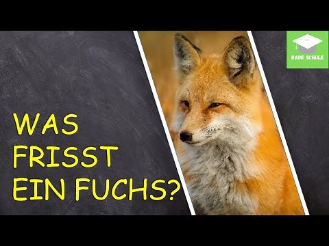 Lernvideo: Die Nahrung des Fuchses - Sachunterricht HSU - Grundschule