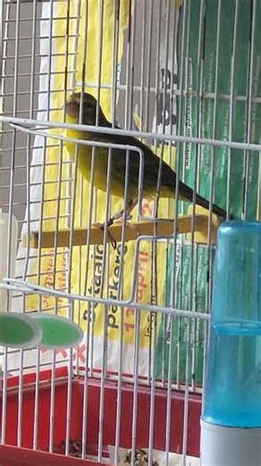 Brimstone canary mule sing #birds #birdsmarket #petshub #birdsounds #canary #canaries