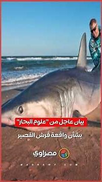 "سلوك غير علمي".. "علوم البحار" تنتقد طريقة اصطياد قرش الماكو في البحر الأحمر