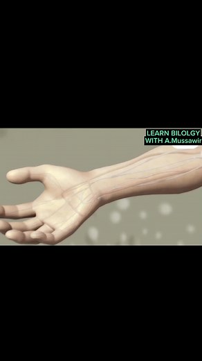 Transradial Cardiac Catheterization Explained