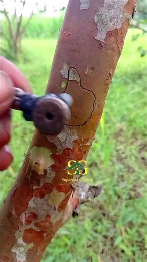 unique budding practice🌱🫒 #grafting #budding #gardenlife #topworking #craft #diy