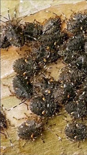 Stink bugs run away like crazy if you do THIS