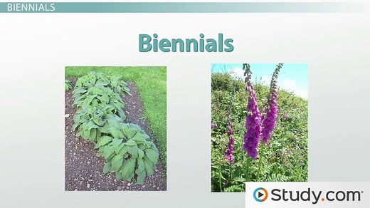 Seasonal Plants | Annual, Biennial, & Perennial