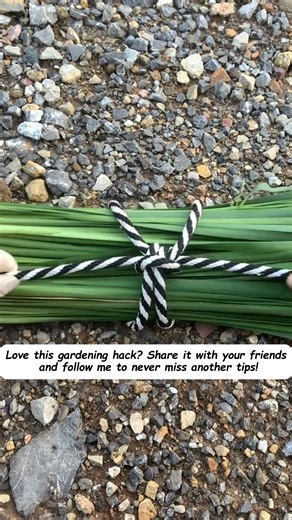 4.2K views |  Gardening tips for you! If you’re looking for daily...