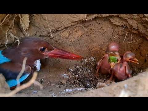 TANPA FILTER APAPUN YG DI BERI KE ANAK TENGKEK LANGSUNG TELAN MENTAH2