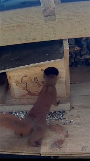 Der Kobel hat Walnüsse und ein Dach, links und vorne sind Löcher, was macht das Eichhörnchen