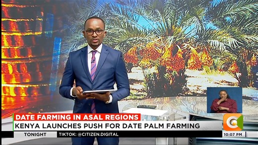 Date Farming In ASAL Regions: Kenya launches push for date palm farming Plan targets arid and semi-arid regions Kenya produced 1,100kg of dates in 2023 Country spent over sh359 million on date imports #CitizenTonight | Citizen TV Kenya