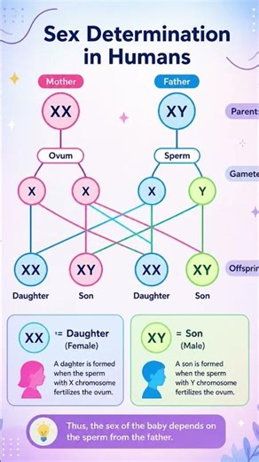 Human Sex Determination Explained | XX and XY Chromosomes