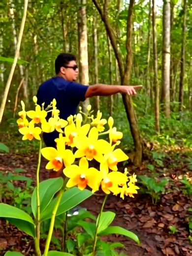 Rare Wild Orchids Blooming 🌺 Magical Forest Nature Relaxation #nature #flowers