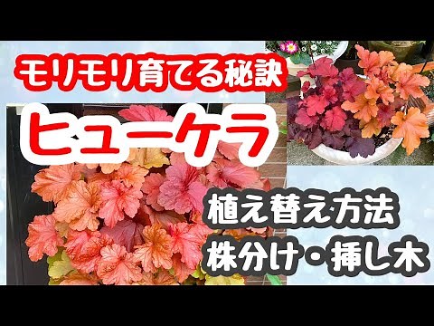 How to grow heucheras 🌱 ~ repotting, dividing, and grafting ~