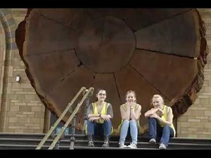 Conserving the Giant Sequoia at the Natural History Museum