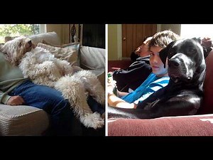 Animals Acting Like Humans | Hilarious Pets Behaving Like People Compilation 2026