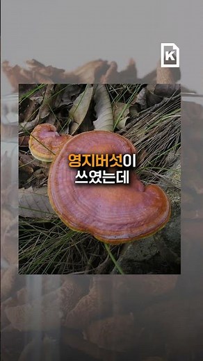 버섯으로 가방을 만든다? #비건가죽 #버섯가죽 #대체가죽