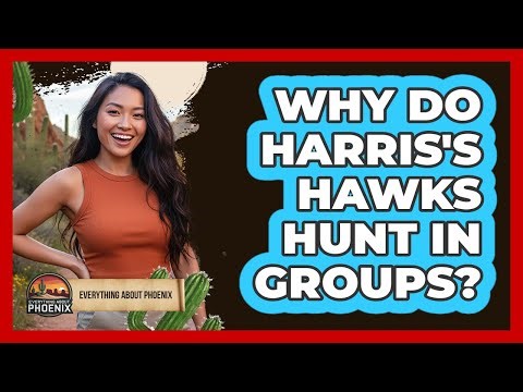 Why Do Harris's Hawks Hunt In Groups?
