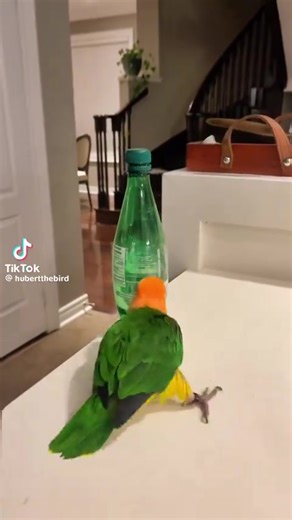 Don't let this bird in your kitchen. 😉 | Cookbook Love