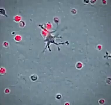 Macrophage white blood cell eliminating pathogens