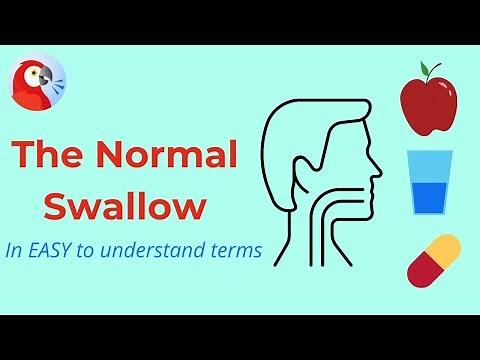 The Normal Swallow Explained - In EASY to understand terms