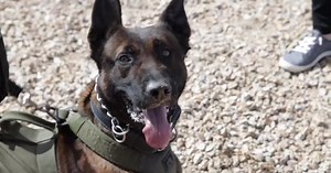Goodyear PD welcomed a new K9 to the force!