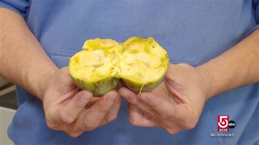 What’s a pawpaw? See where the largest fruit native to the US grows