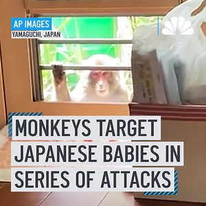 27K views · 290 reactions | People in Japan have come under attack from monkeys that are trying to snatch babies, biting and clawing at flesh, and sneaking into nursery schools.⁠ Info: https://on.nbcdfw.com/arrBU7B | NBC DFW | Facebook