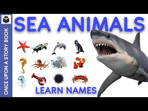 Learn the Names of 50 Sea Animals 🐳🐬🦭🐟🐠 | Animals Vocabulary