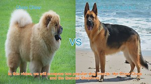 Chow Chow vs. German Shepherd: A Comprehensive Breed Comparison
