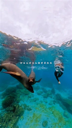 [Galápagos Islands] A Day in a Sea Lion Paradise🇪🇨 #galápagos #ecuador #Galapagos #Ecuador #trave...