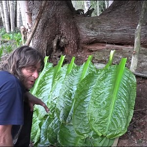 10 Survival Shelters That Could Save Your Life | Ovens Rocky Mountain Bushcraft