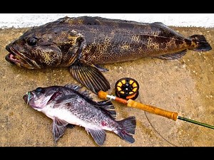 Ocean Stories - Fly Fishing LIngcod