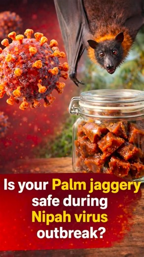 Dr Debarati Das on Instagram: "⚠️ NIPAH ALERT: Is your Nolen Gur/ Palm Jaggery safe? Here’s what you need to know. A woman in Bangladesh just died from Nipah virus after drinking raw date palm sap. With a 72% fatality rate and NO vaccine, this isn’t something to take lightly. I just got Nolen Gur from Bengal, and it made me ask: should we be worried? HERE’S THE TRUTH: ❌ DANGEROUS: Raw, fresh date palm sap (the liquid collected straight from the tree) ∙ Fruit bats contaminate it with Nipah virus